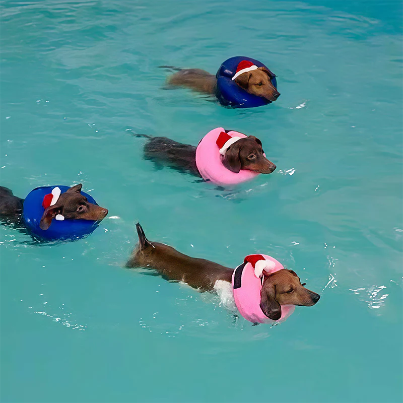 Keep Your Dog Afloat – Inflatable Safety Neck Ring for Swimming