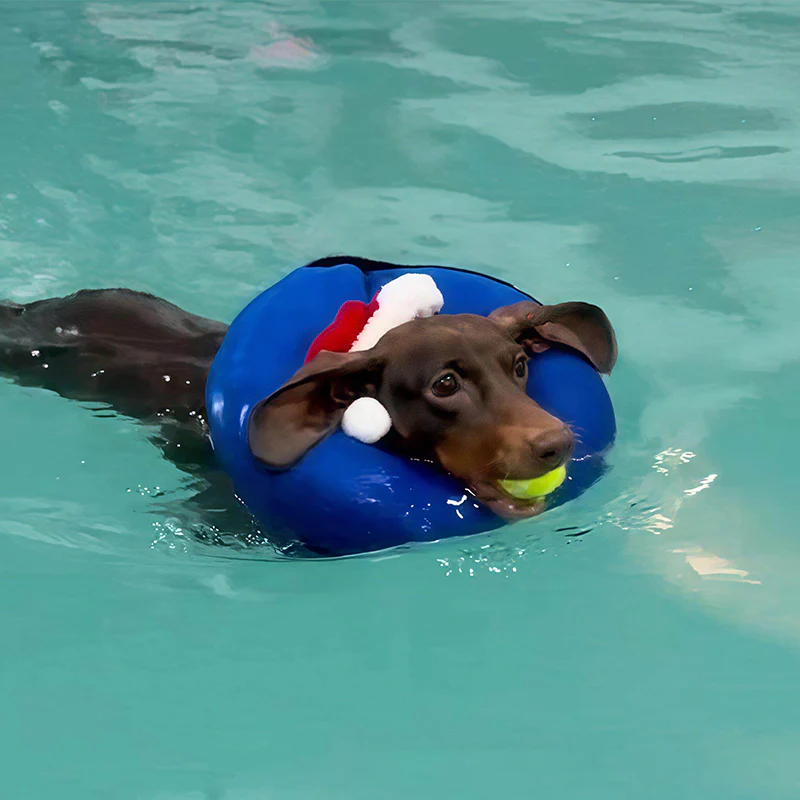 Keep Your Dog Afloat – Inflatable Safety Neck Ring for Swimming