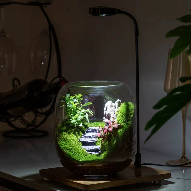 LIVING MOSS TERRARIUM – A Miniature Forest for Your Desk