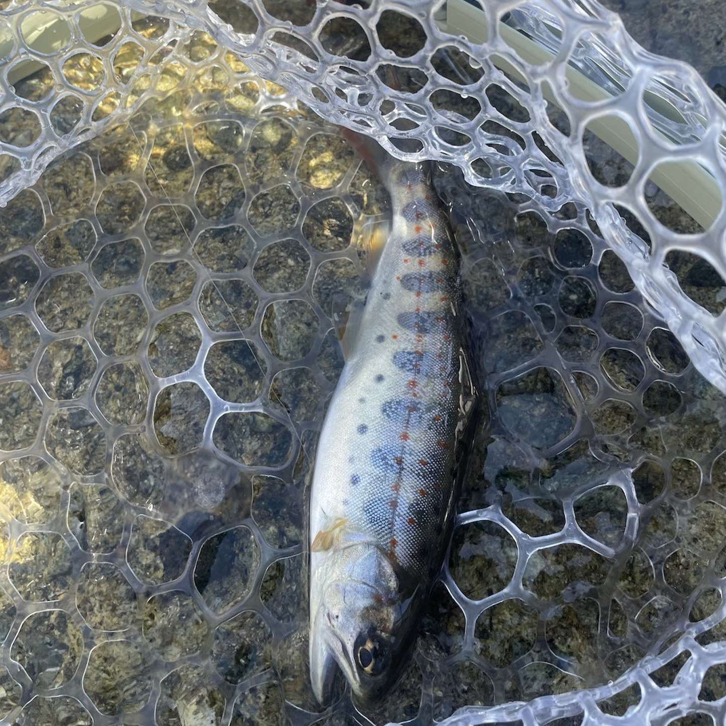 Ultra-Light Collapsible Fly Fishing Net for Backcountry Angling